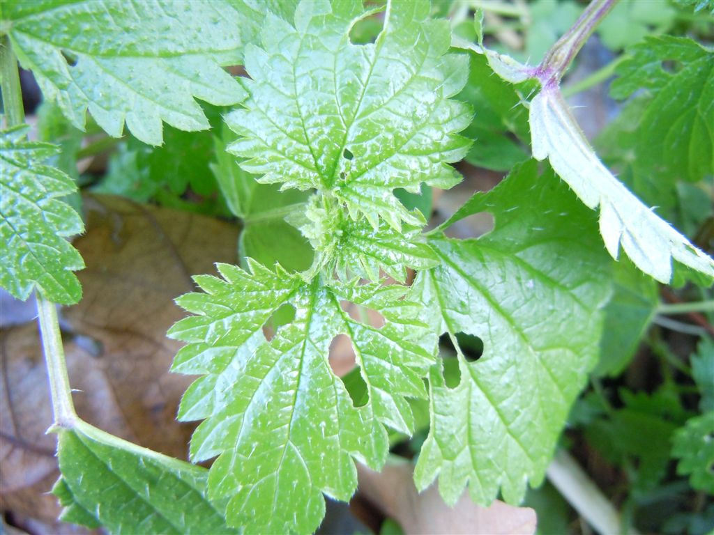 Ortica da determinare - Urtica membranacea